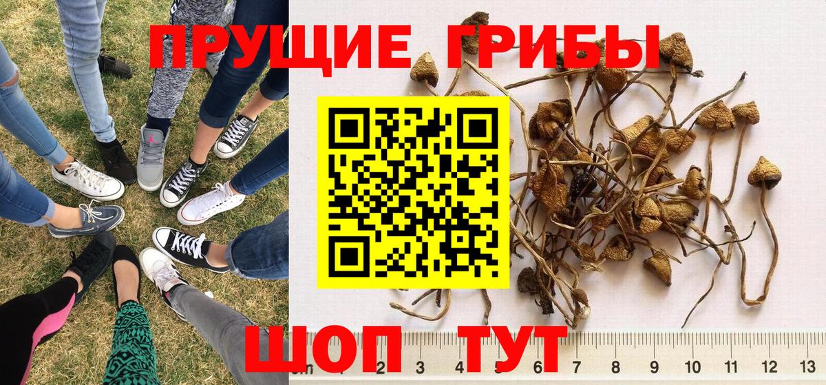Псилоцибиновые грибы Cubensis Зерноград